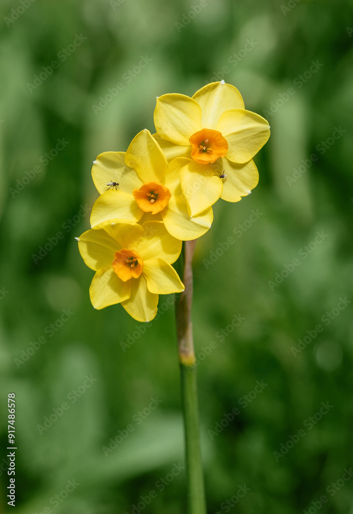 Beautiful spring narcissus flower on a green background. Yellow daffodil or narcissus martinette decorative flower. Beautiful spring narcissus flower on a green background. Yellow daffodil or narcissus martinette decorative flower.