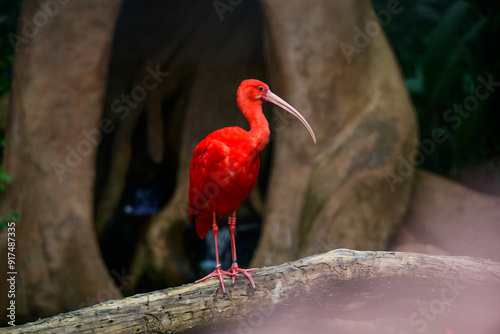 Red ibis on the trunk. High quality photo