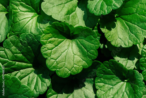 Green leaves glechoma hederacea close up, detailed texture. Natural vibrant green leaf ground ivy background. Natural pattern.
