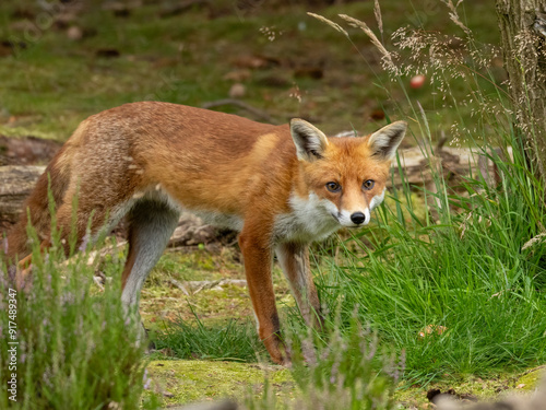 Beautiful young male fox searching in the forest for food
