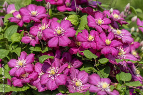 Beautiful clematis garden flower with pink petals. The Ville de Lyon variety. Pink flower, nature background.