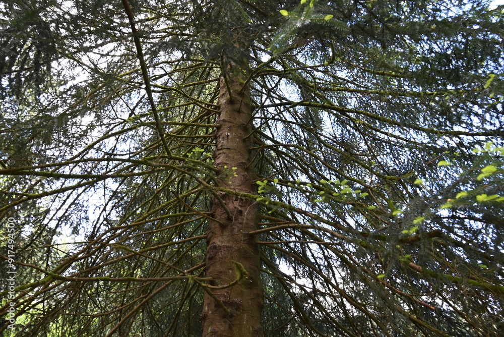 Fototapeta premium trees and sky