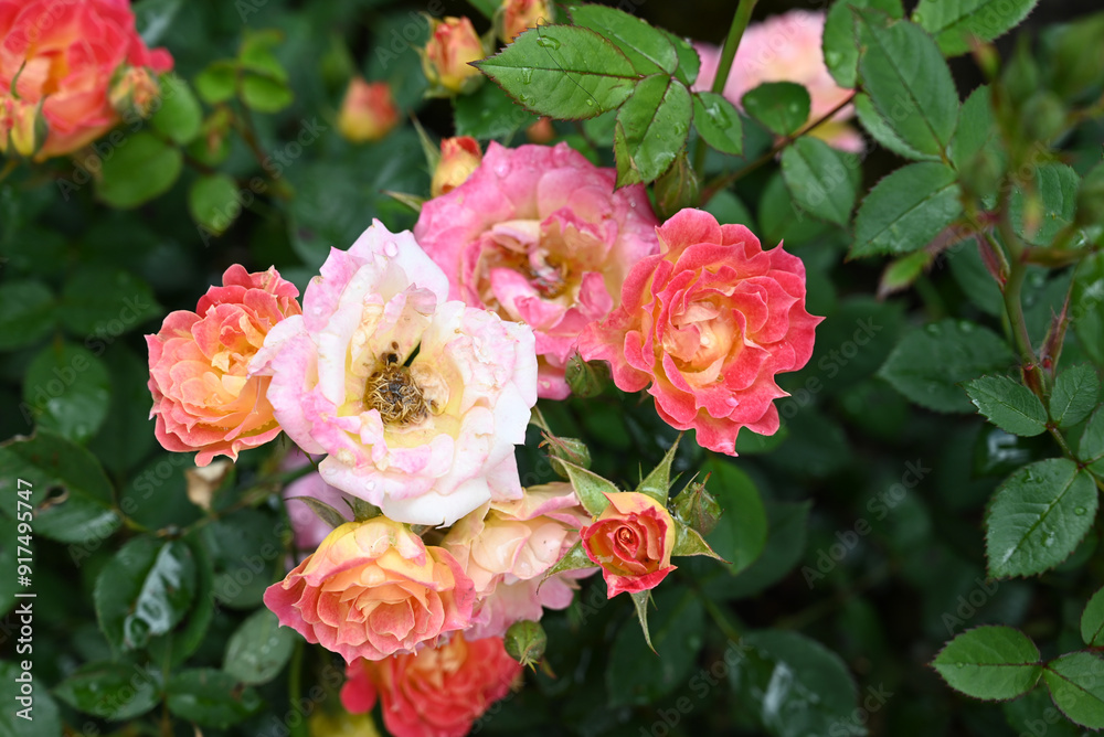 Roses in garden Roses in garden