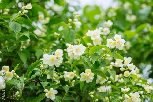 Lush jasmine shrub in the garden. White fragrant jasmine flowers on sunny day. Floral background.