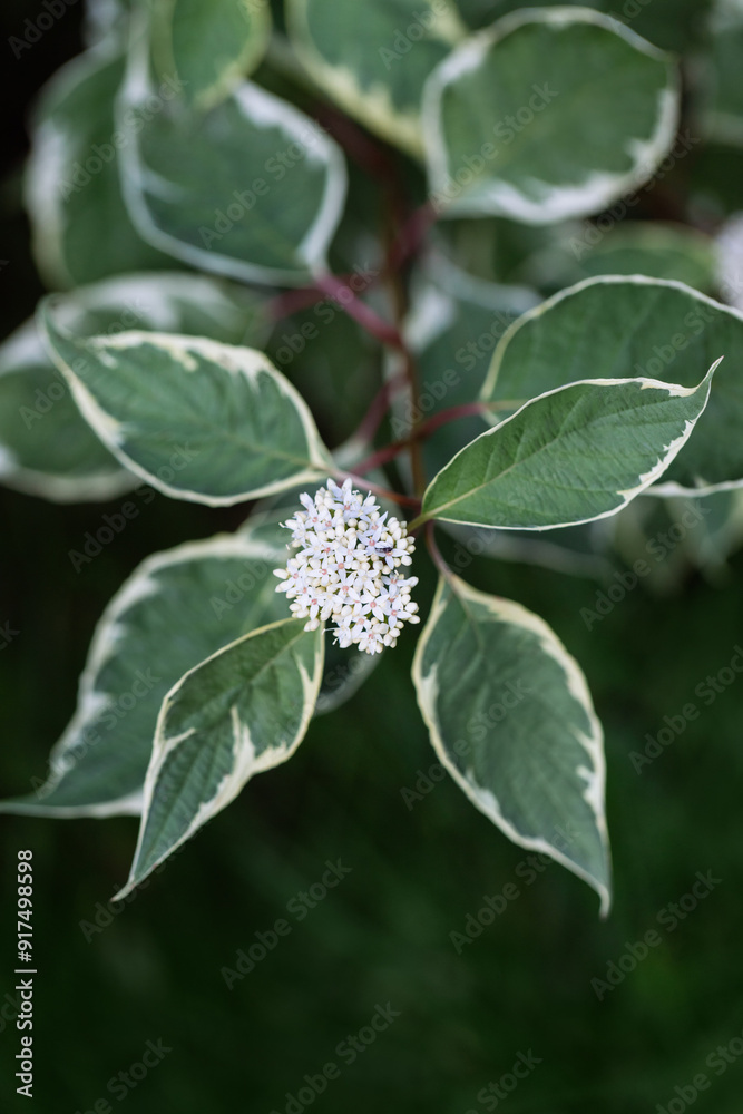 Cornus alba ornamental shrub with white flowers closeup. Cornus alba ornamental shrub with white flowers closeup.