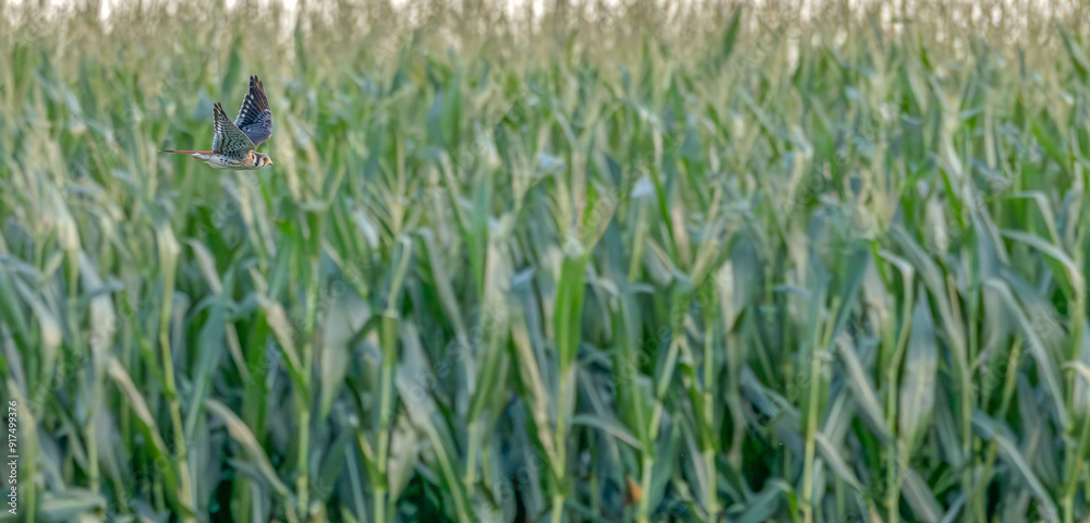 American kestrel flies past a cornfield at sunset. American kestrel flies past a cornfield at sunset.