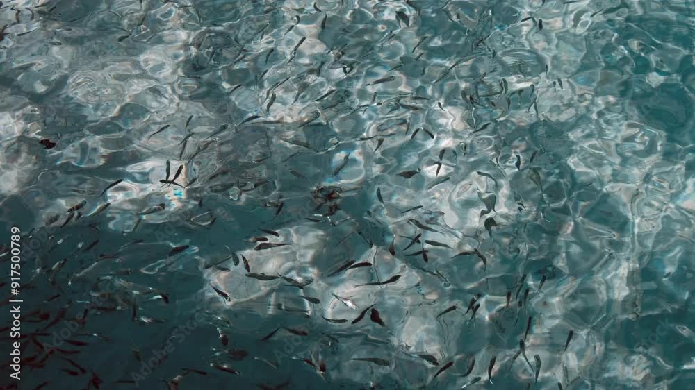Beautiful view of fish and baby shark at Lang Tengah Island Beautiful view of fish and baby shark at Lang Tengah Island