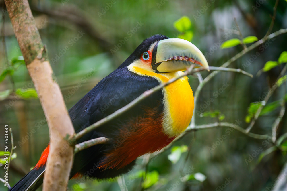 Obraz premium Green beaked toucan. High quality photo