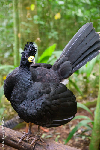 curassow sitting on the trunk. High quality photo photo