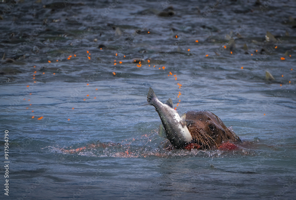Fototapeta premium Seal is eating a salmon