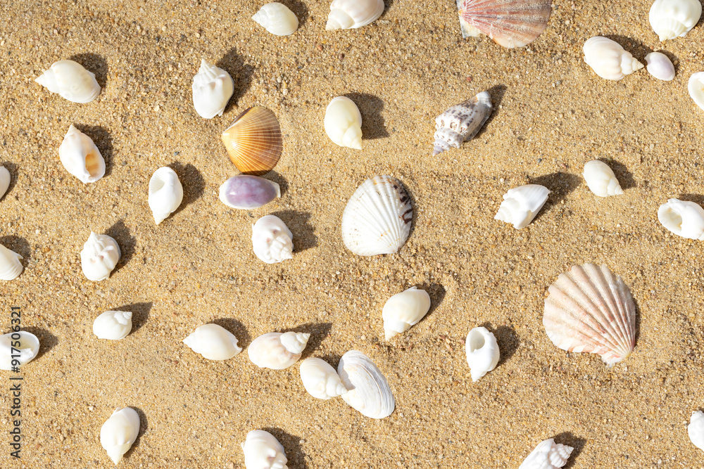Top view of sandy beach with seashells. Many different shells on the sand pattern. Top view of sandy beach with seashells. Many different shells on the sand pattern.