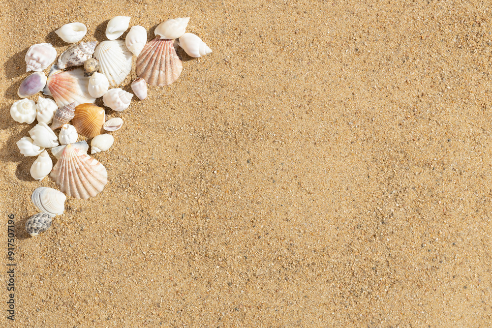 Beautiful shells on the sand frame. Natural background with seashells on sandy beach. Copy space, top view. Beautiful shells on the sand frame. Natural background with seashells on sandy beach. Copy space, top view.