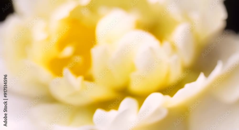 Macro video time lapse of a beautiful yellow peony blooming on a white background macro photography movement of petals and stamens 4k animation Macro video time lapse of a beautiful yellow peony blooming on a white background macro photography movement of petals and stamens 4k animation