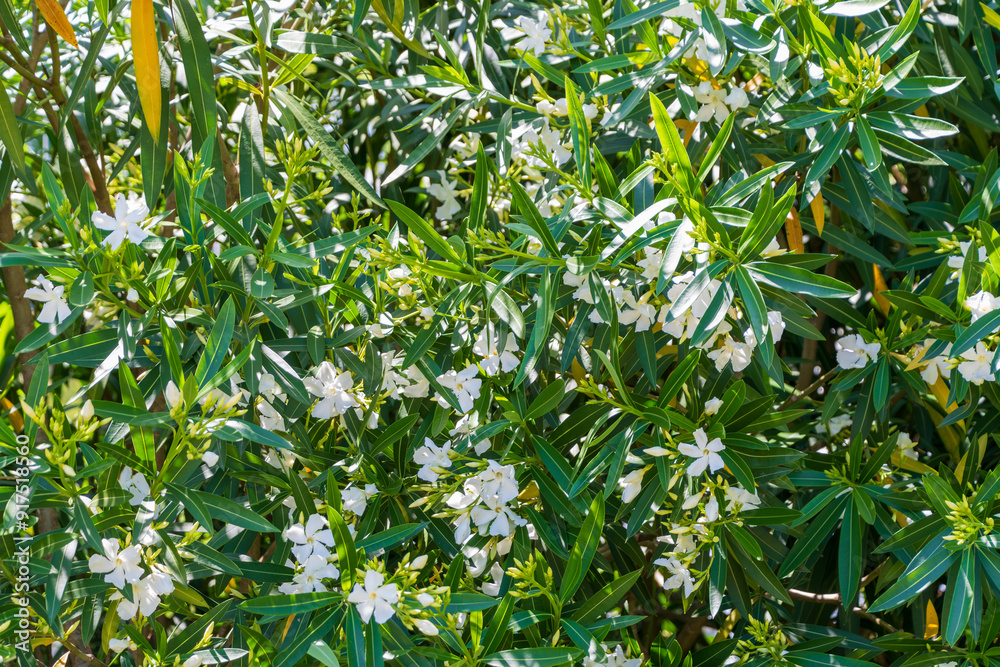 Dense Foliage of White Blossoming Oleander Dense Foliage of White Blossoming Oleander