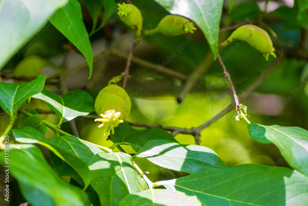 Unripe Persimmon Fruit Amidst Lush Green Leaves Unripe Persimmon Fruit Amidst Lush Green Leaves