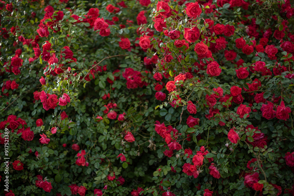 A lot of red roses blooms on a background of green leaves. Beautiful flower. Natural background. A lot of red roses blooms on a background of green leaves. Beautiful flower. Natural background.