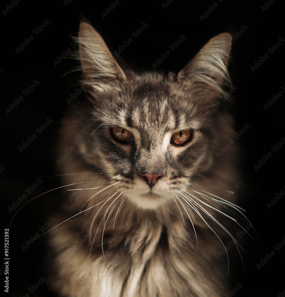 Obraz premium Close-up Portrait of Expression Maine Coon Cat on Black Background, Front view