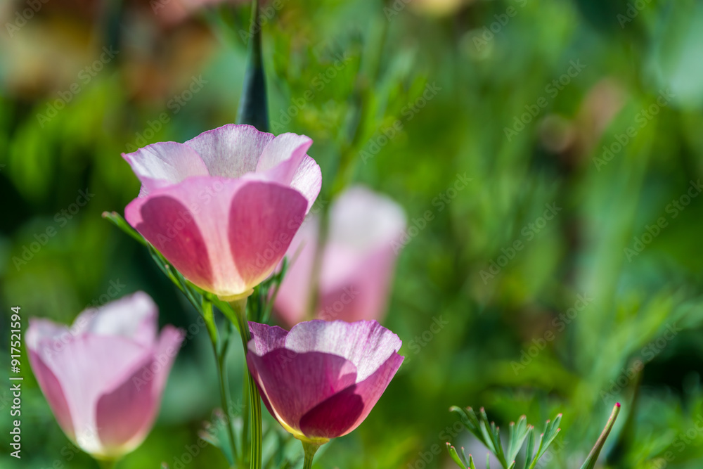 Fototapeta premium ポピー