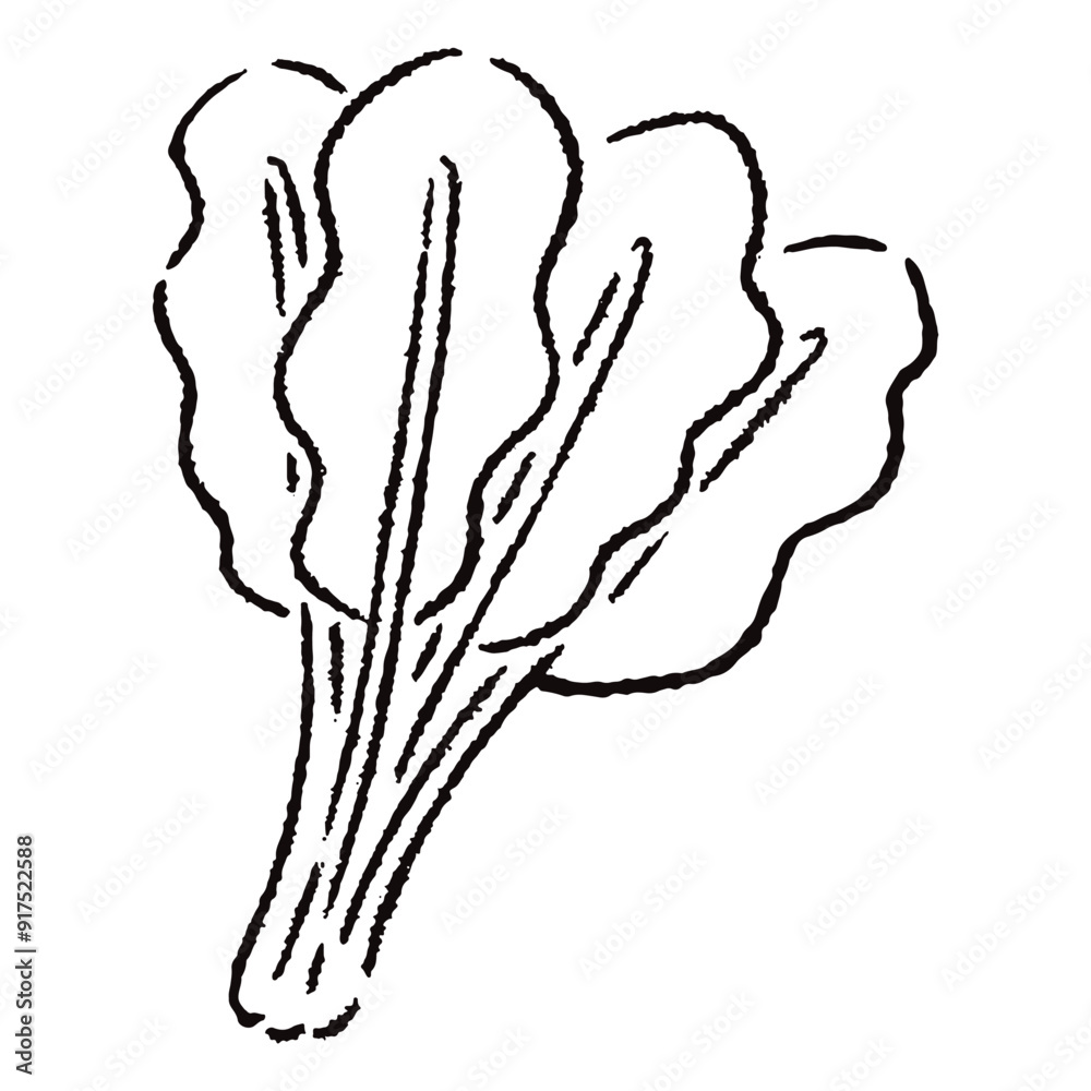 手描きのほうれん草のイラスト2(白黒) 手描きのほうれん草のイラスト2(白黒)