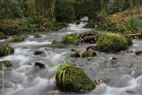 stream in the forest