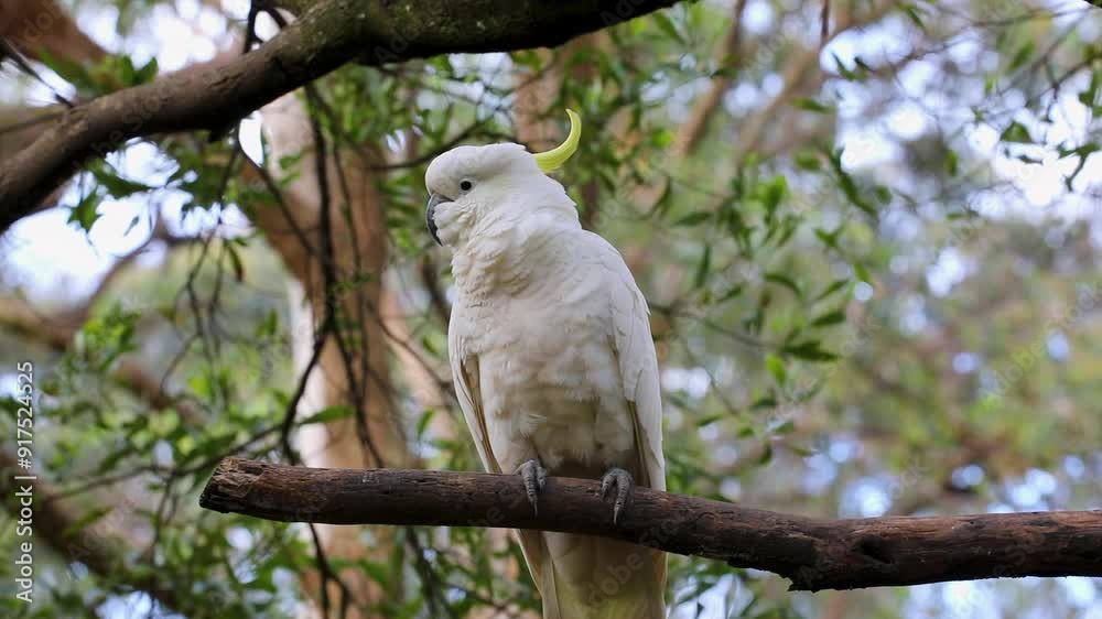 Wild Sulphur crested cockatoo, perched on a branch in a natural environment. Wild Sulphur crested cockatoo, perched on a branch in a natural environment.