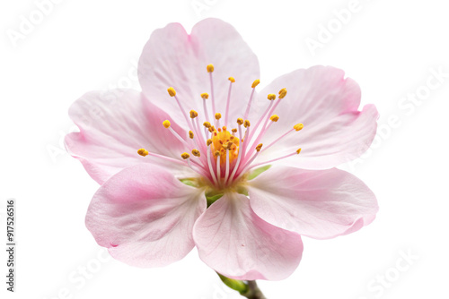 Cherry Blossom flower png