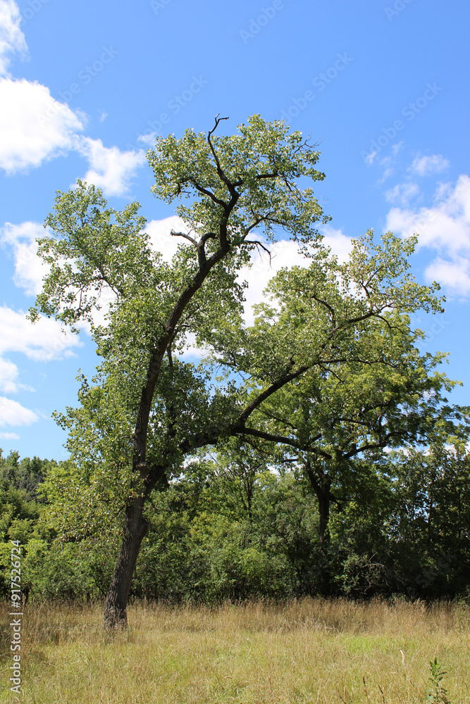 Single cottonwood tree in a meadow with brown grass at Dam Number 4 Woods in Park Ridge, Illinois Single cottonwood tree in a meadow with brown grass at Dam Number 4 Woods in Park Ridge, Illinois