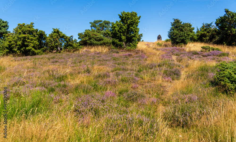 Wacholderheide in der Eifel bei Langscheid Wacholderheide in der Eifel bei Langscheid
