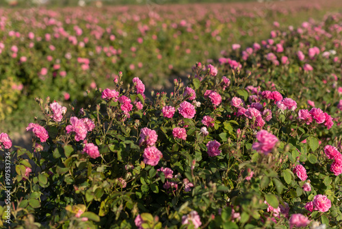 A lot of roses in a countryside farm before collecting in spring.