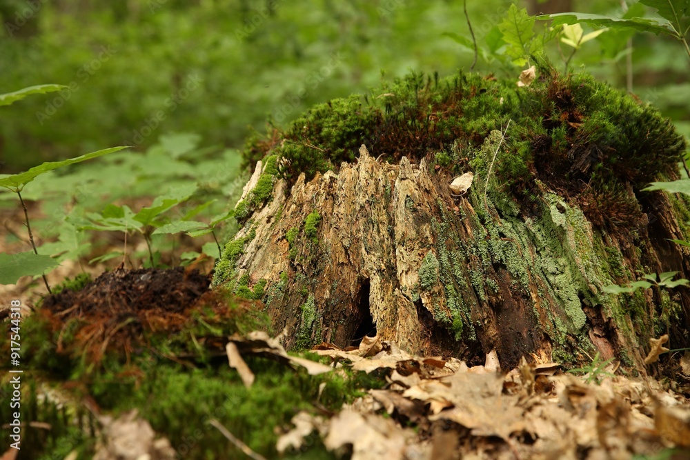 Tree stump with green moss and plants in forest Tree stump with green moss and plants in forest