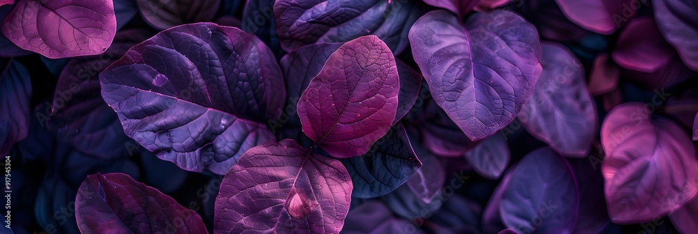 Purple silk background with fresh lilac cabbage flower petals Purple silk background with fresh lilac cabbage flower petals