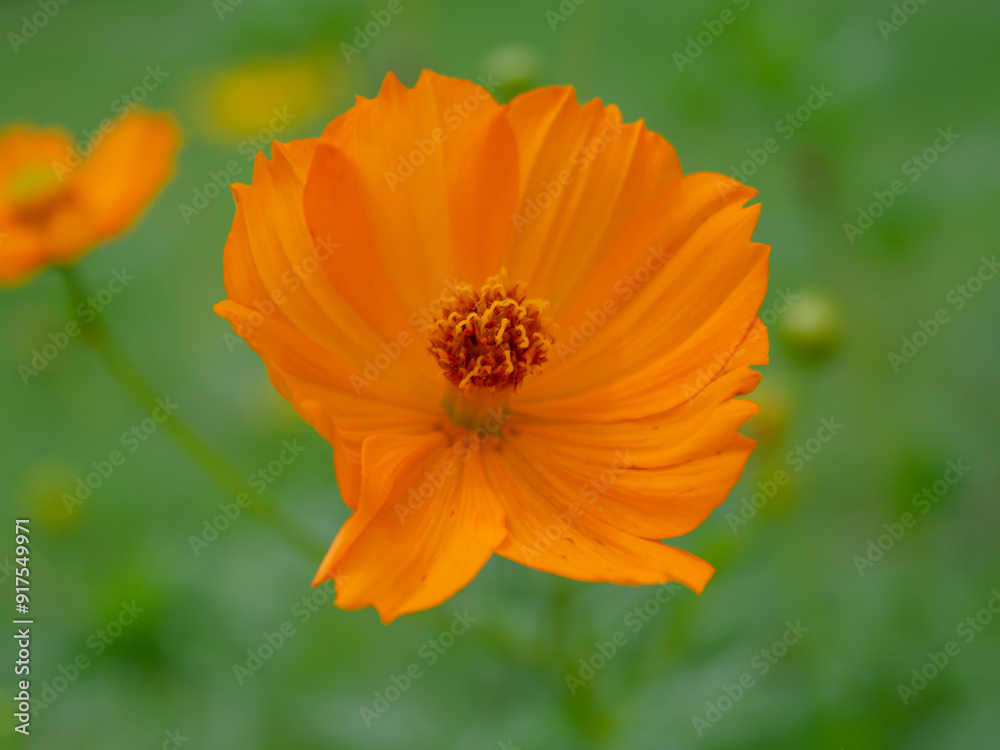 Orange cosmos flowers in a field, taken close-up Green and blurred background Orange cosmos flowers in a field, taken close-up Green and blurred background
