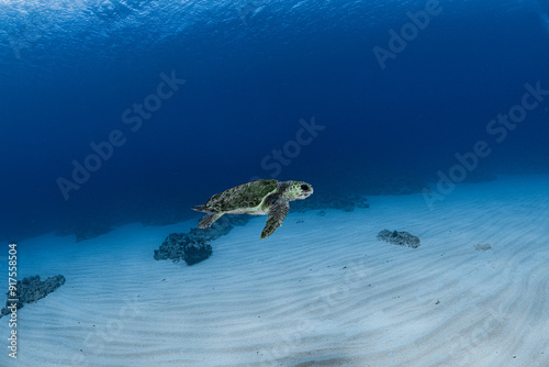 青い海と白い砂地を泳ぐカメ