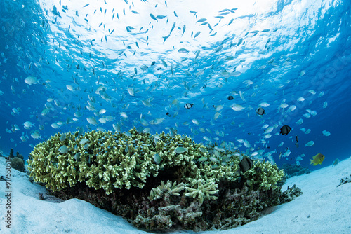 沖縄の海中風景