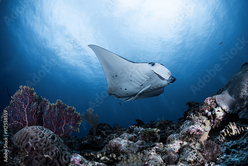 日本で見ることができるマンタ