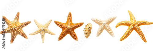 Set of various sizes of starfish, isolated on white background