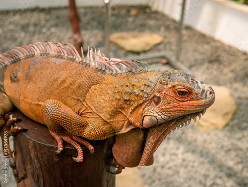 iguanas are golden brown in color but there is a type called green iguana