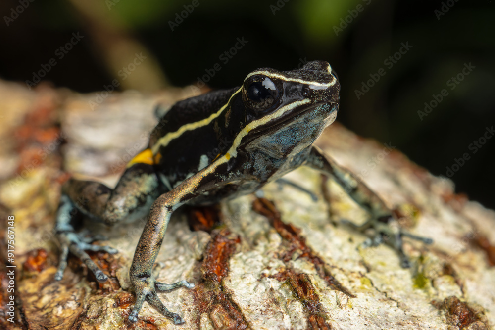 Fototapeta premium AMAZON POISON FROG, COMMON IN THE RAINFORESTS OF THE PERUVIAN AMAZON, COLORFUL AND SHOWY SPECIES, VERY BEAUTIFUL TO OBSERVE IN ECOTOURISM VISITS, ITS HABITAT IS THREATENED BY HUMAN ACTIVITIES