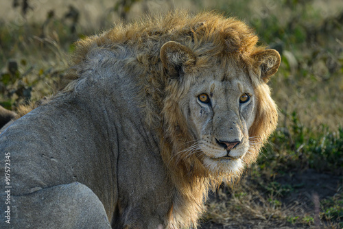 lion in the grass