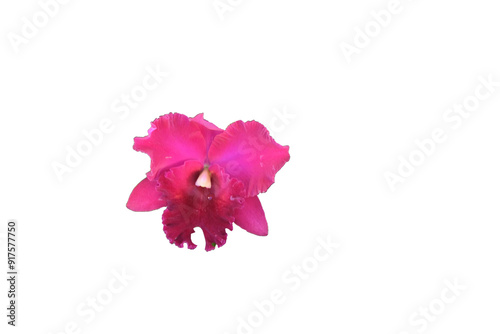 pink orchid  flowers isolated on white background.  Make clipping path. photo