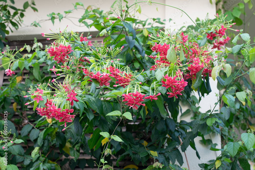 赤く下を向くシクンシの花 赤く下を向くシクンシの花
