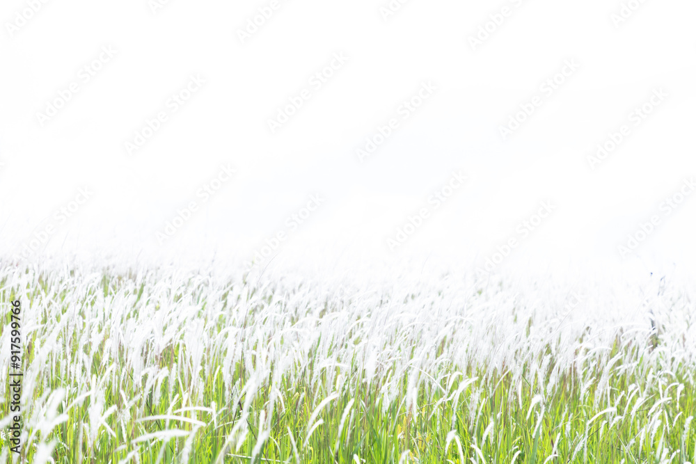 Fototapeta premium Flowering field of in grass in rays of sunlight. Background prairie and forest in the Thailand