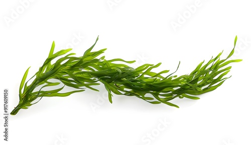 Green Seaweed Isolated on White Background