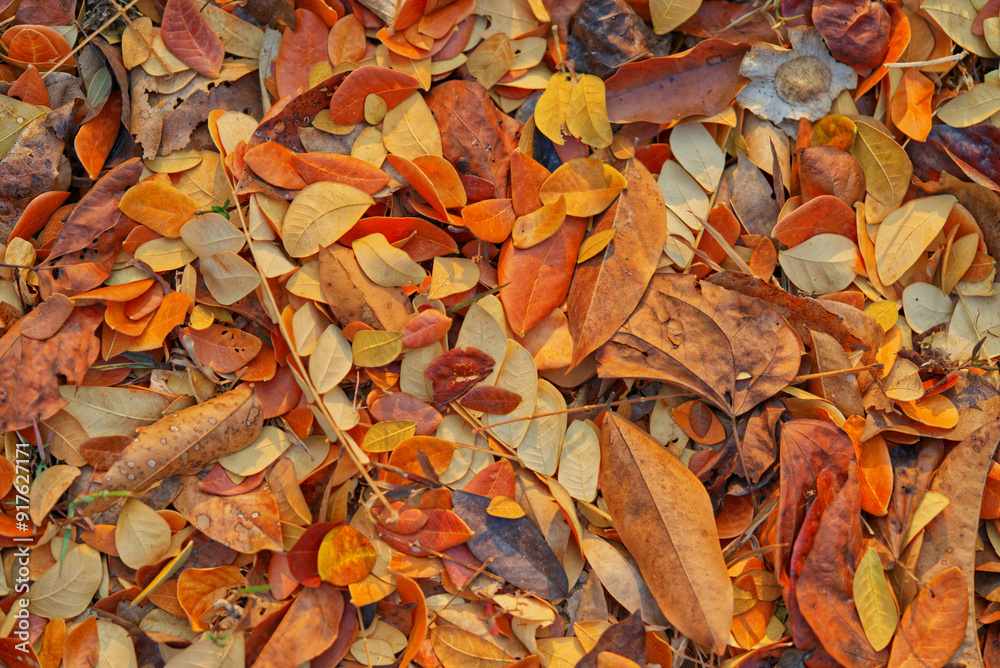 Flat lay brown leaves or dried leaves on the ground in nature with natural warm light in the morning. Fill the frame with dried leaves, space for copy and design. Flat lay brown leaves or dried leaves on the ground in nature with natural warm light in the morning. Fill the frame with dried leaves, space for copy and design.