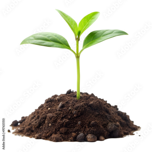 Young green plant growing out of black soil