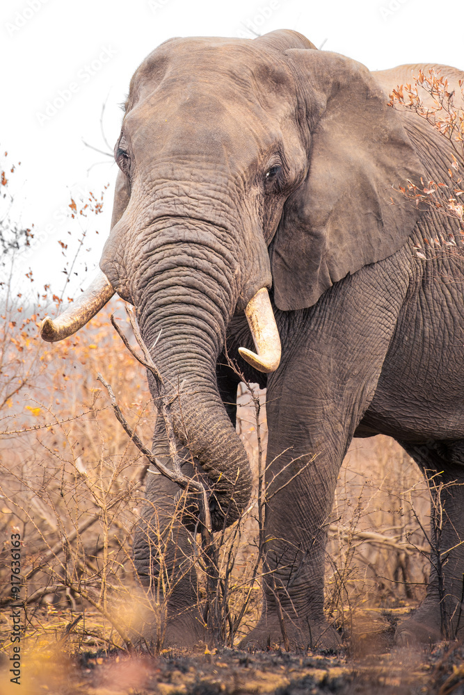 A portrait of an African elephant bull with large tusks with its trunk curled around vegetation as it eats in a bushfire ravaged section of the Kruger National Park in South Africa. A portrait of an African elephant bull with large tusks with its trunk curled around vegetation as it eats in a bushfire ravaged section of the Kruger National Park in South Africa.