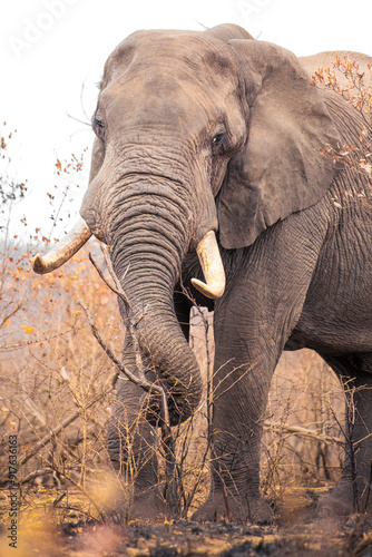 A portrait of an African elephant bull with large tusks with its trunk curled around vegetation as it eats in a bushfire ravaged section of the Kruger National Park in South Africa.