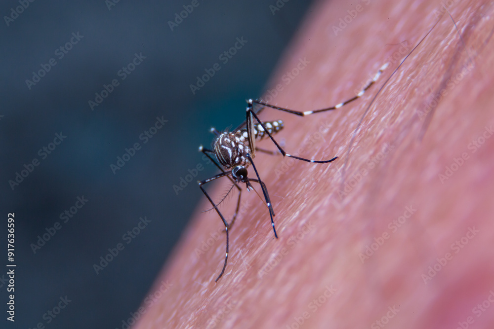 Close-up of Striped mosquitoes are eating blood on human skin. Mosquitoes are carriers of dengue fever and malaria