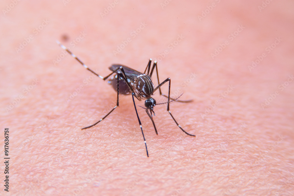 Close-up of Striped mosquitoes are eating blood on human skin. Mosquitoes are carriers of dengue fever and malaria Close-up of Striped mosquitoes are eating blood on human skin. Mosquitoes are carriers of dengue fever and malaria