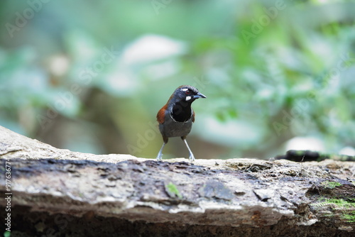 The black-throated babbler (Stachyris nigricollis) is a species of bird in the family Timaliidae. This photo was taken in Malaysia.